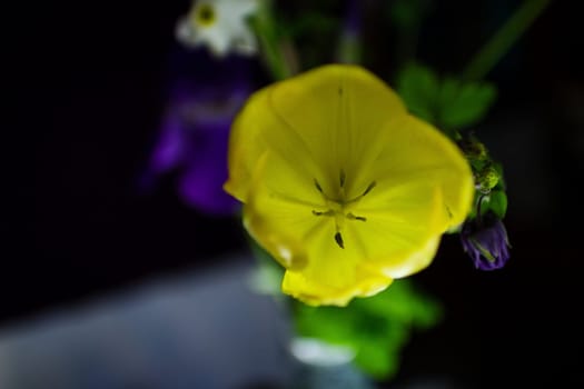 Yellow tulip on a black background. High quality photo