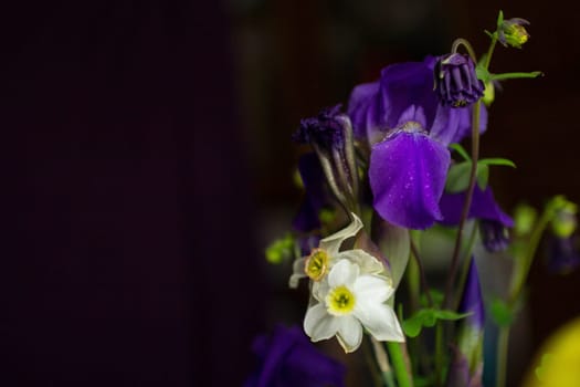Iris flowers on a black background. High quality photo
