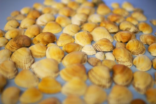 Yellow seashells on a blue background. High quality photo