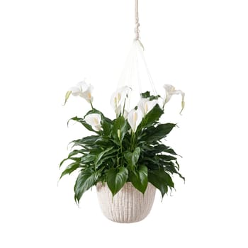 Peace Lily dark green foliage and pristine white flowers blooming from a hanging woven basket. Plants isolated on transparent background.