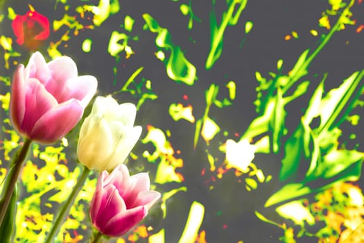 a bulbous spring flowering plant of the lily family, with boldly colored cup shaped flowers