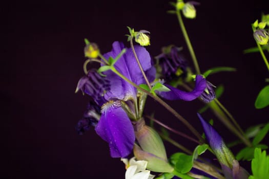 Iris flowers on a black background. High quality photo