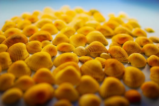 Yellow seashells on a blue background. High quality photo