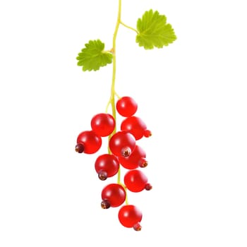 Vibrant red currants Ribes rubrum elegantly suspended from a delicate stem their translucent beauty captured. Food isolated on transparent background