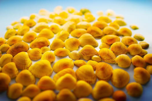 Yellow seashells on a blue background. High quality photo