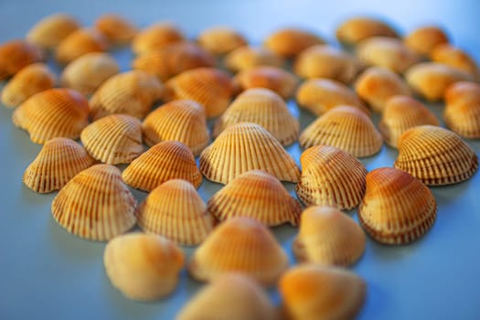 Yellow seashells on a blue background. High quality photo