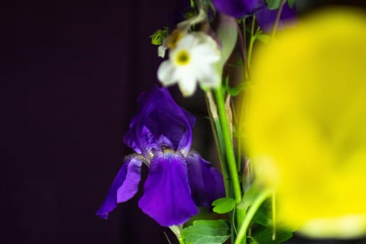 Yellow tulip on a black background. High quality photo