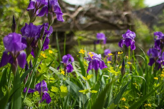 Iris flowers in the garden. High quality photo