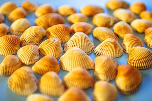 Yellow seashells on a blue background. High quality photo