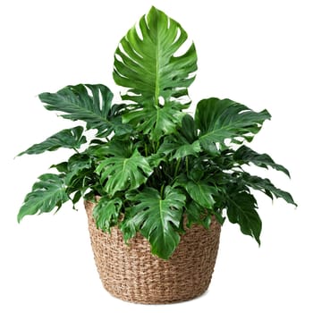 Philodendron Selloum large plant with deeply lobed green leaves in a large woven basket planter. Plants isolated on transparent background.