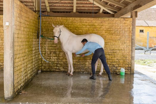 19 may 2024, Mafra, Portugal - competition in military academy - man is washing a white horse in a stall. The stall is made of bricks and has a roof