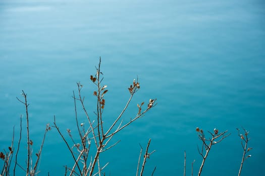 Plant branches. Blurred sea visible in the background