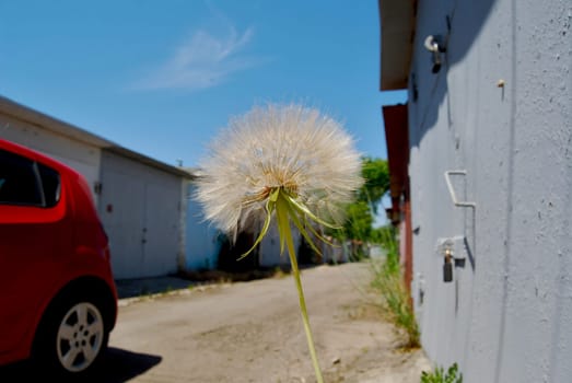 Dandelion is a perennial herbaceous plant of the Asteraceae family.