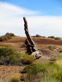Dead Tree Trunk, Log in the Utah High Desert. High quality photo