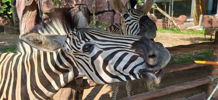 Beautiful black and white stripe zebra, Equus quagga, in our uncle's ranch in Indonesia, wild life Zebra