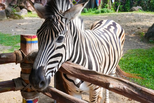 Beautiful black and white stripe zebra, Equus quagga, in our uncle's ranch in Indonesia, wild life Zebra