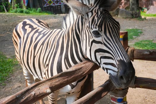 Beautiful black and white stripe zebra, Equus quagga, in our uncle's ranch in Indonesia, wild life Zebra