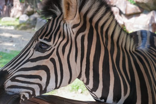 Beautiful black and white stripe zebra, Equus quagga, in our uncle's ranch in Indonesia, wild life Zebra