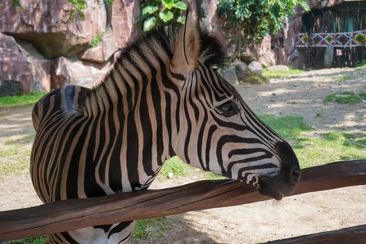 Beautiful black and white stripe zebra, Equus quagga, in our uncle's ranch in Indonesia, wild life Zebra