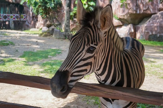 Beautiful black and white stripe zebra, Equus quagga, in our uncle's ranch in Indonesia, wild life Zebra