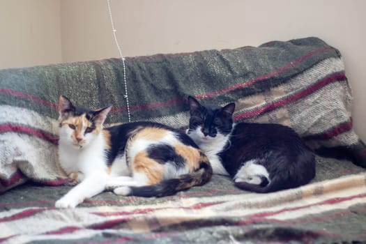 Two adorable calico cats are sprawled out on a cozy couch covered with a striped blanket, showcasing the epitome of feline comfort and relaxation