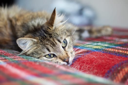 A cat is peacefully resting on a cozy blanket placed on a bed, showcasing its whiskers and snout in a closeup view. The domestic shorthaired cat is a terrestrial animal of the Felidae family