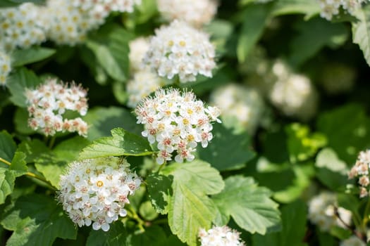 A close up view of a bush featuring white flowers and vibrant green leaves in a natural setting. The plant shows characteristics of flowering shrubs