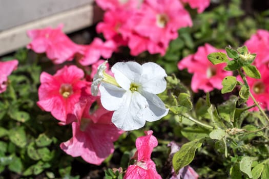 In full bloom, multiple pink flowers surround a single white flower, adding a lovely contrast in colors in the garden setting