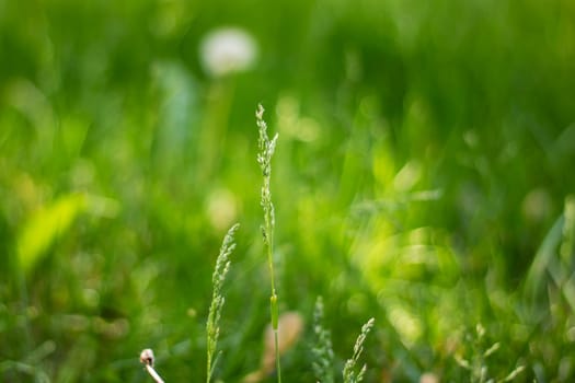 Close up of a plant in grass with a blurred background, highlighting natures beauty. Keywords Water, Plant, Terrestrial plant, Natural landscape, Moisture, Grassland, Meadow, Grass, People, Prairie