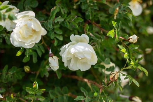 A shrub that has green leaves and white flowers is part of the flowering plant category, specifically in the Rose family and order, often referred to as a subshrub