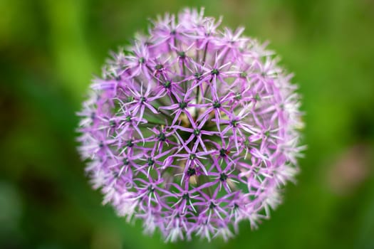 The image shows a purple flower set against a green background, highlighting its vibrant colors and natural beauty