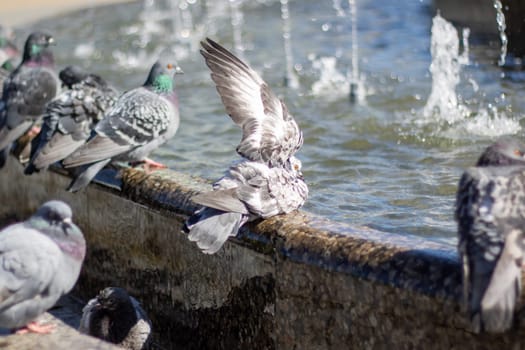 A group of stock doves leisurely drink water from a city fountain, their feathers glinting in the sunlight as they dip their beaks