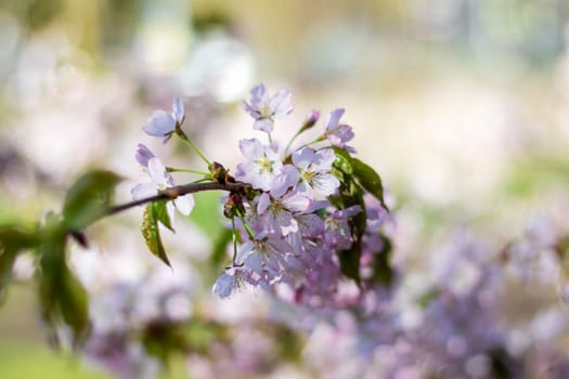 A closeup shot of the beautiful cherry blossoms on a tree branch, showcasing the delicate petals of the flowering plant in full bloom