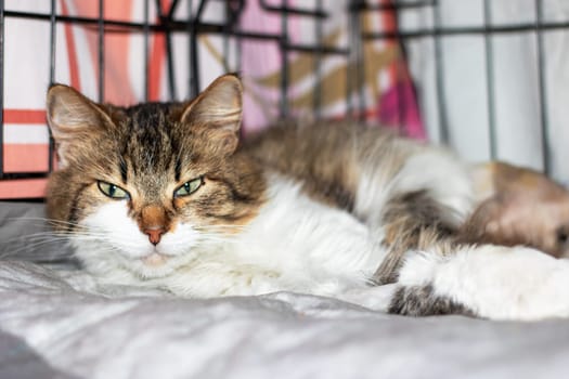 A cat is peacefully resting on a comfortable bed inside a cage, surrounded by a fence. The domestic shorthaired cat has whiskers and a soft fur, exuding a sense of comfort