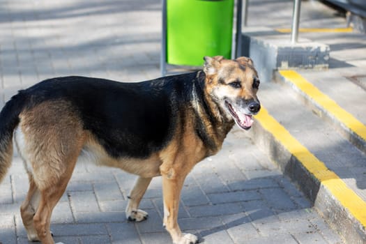An old German Shepherd dog is resting on the sidewalk next to a green trash can, with its snout sniffing around. The asphalt road surface and a fence are visible nearby