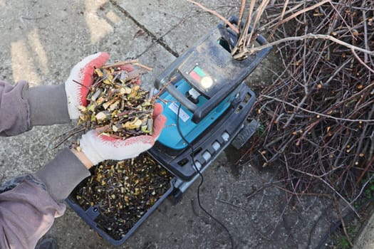 Gardener chops branches from the remains after pruning garden trees and makes mulch to improve the fertility of garden soil. Conceptually ecology, respect for nature, organic farming