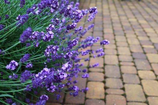 Lavender bushes in landscape design. Lavender in the garden. Fragrant French Provence lavender grows in the courtyard of the house