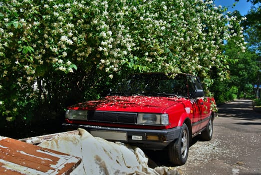An old Japanese car stands in a corner of the yard under an overhanging jasmine bush, hiding from the sun's rays.