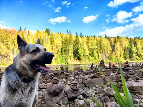 Dog German Shepherd near water of lake, river in mountain with stones and forest on the background. Russian eastern European dog veo