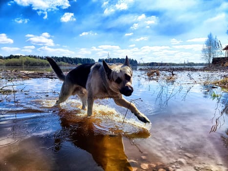 Dog German Shepherd in water of lake, river or sea. Russian eastern European dog veo in a nice day