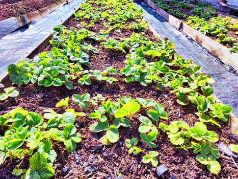 Rows of green strawberry plants growing in raised garden bed