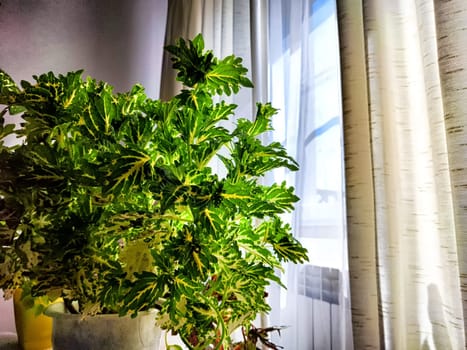 A lush coleus plant basks in sunlight by a window with flowing curtains in a cozy room