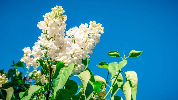 White Lilac shrub flowers blooming in spring garden. Common lilac Syringa vulgaris bush. Close-up with soft focus of a branch on a lilac tree