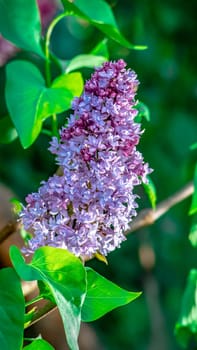 Beautiful flowering branch of lilac flowers close-up macro shot with blurry background. Spring nature floral background, pink purple lilac flowers. Greeting card banner with flowers for the holiday color