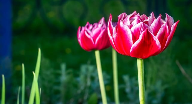 Velvet Tulip Flower color nature