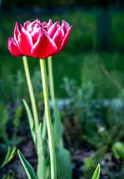 Velvet Tulip Flower color nature