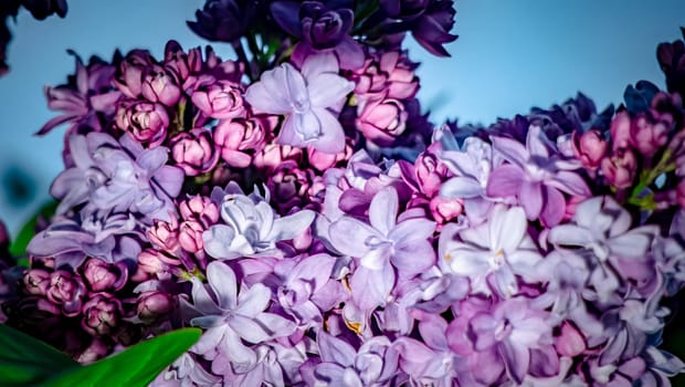 Beautiful flowering branch of lilac flowers close-up macro shot with blurry background. Spring nature floral background, pink purple lilac flowers. Greeting card banner with flowers for the holiday color