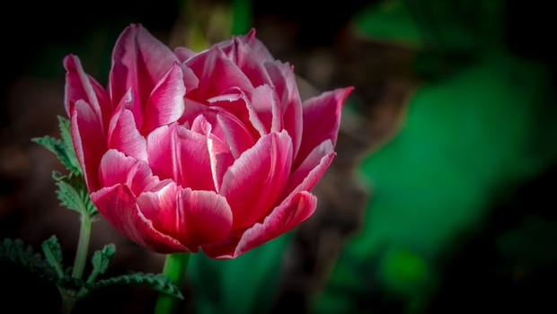 Velvet Tulip Flower color nature