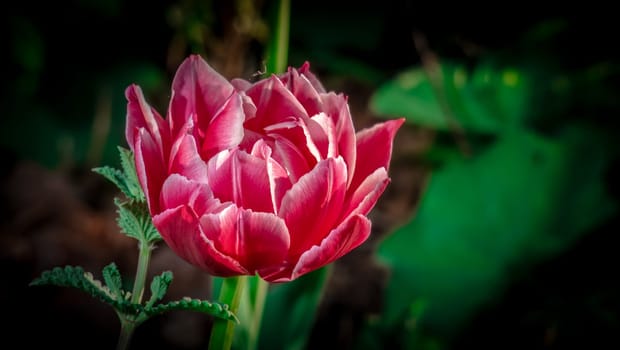 Velvet Tulip Flower color nature