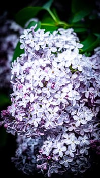 Beautiful flowering branch of lilac flowers close-up macro shot with blurry background. Spring nature floral background, pink purple lilac flowers. Greeting card banner with flowers for the holiday color